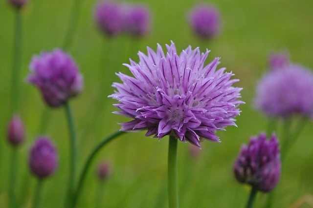 chives, blossom, bloom, purple, purple flower, nature, close up, herbs, healthy, herb butter, herb quark, garden, plants