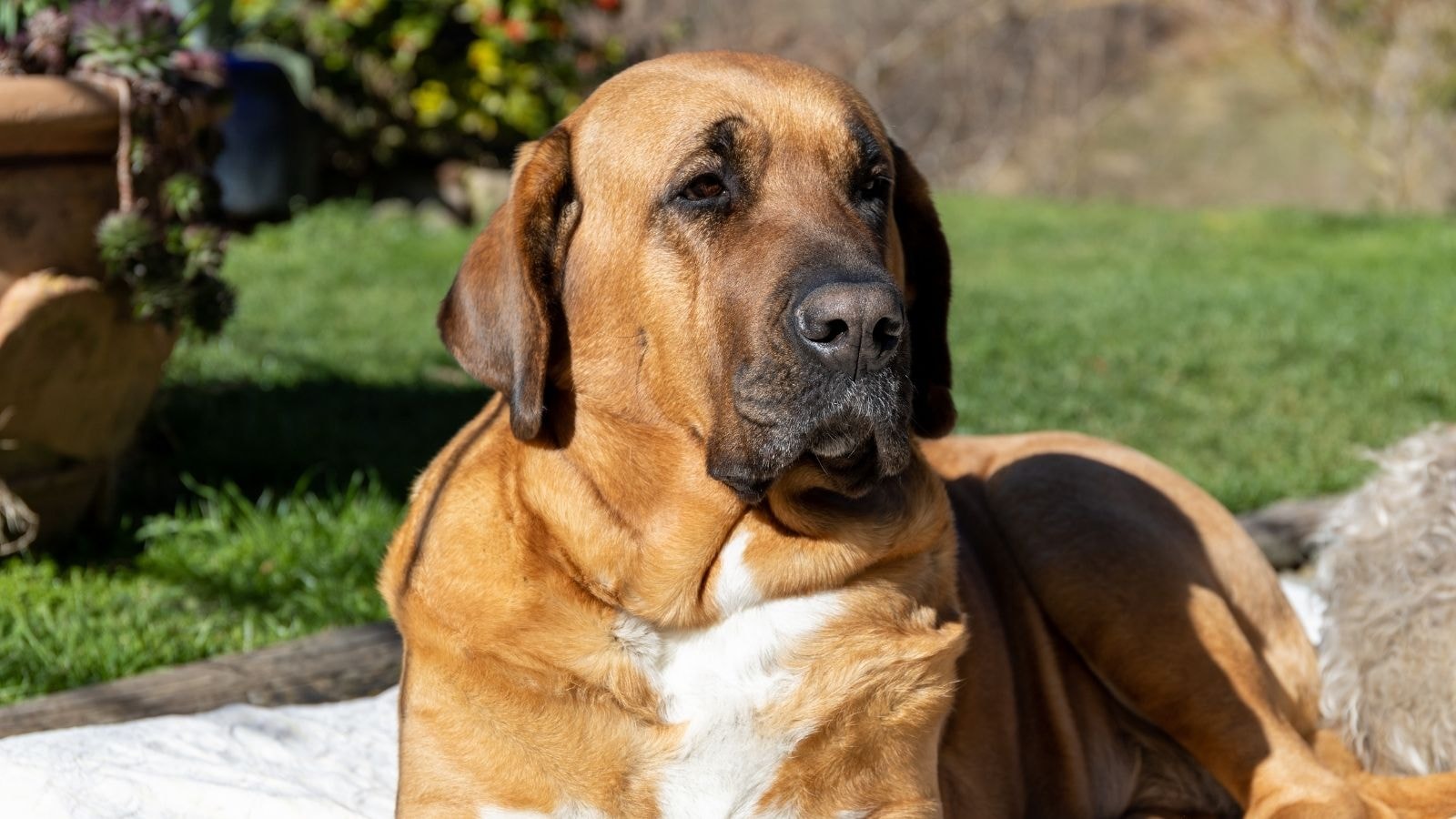 Large brown dog lying on grass in sunny backyard