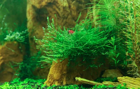 the java moss