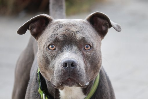 Blue gray nose Pitbull Jigsaw Puzzle