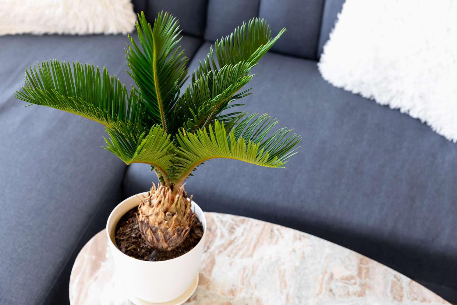 sago palms easy, sago palm plant