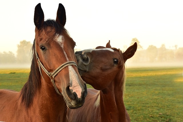 horses, meadow, pasture