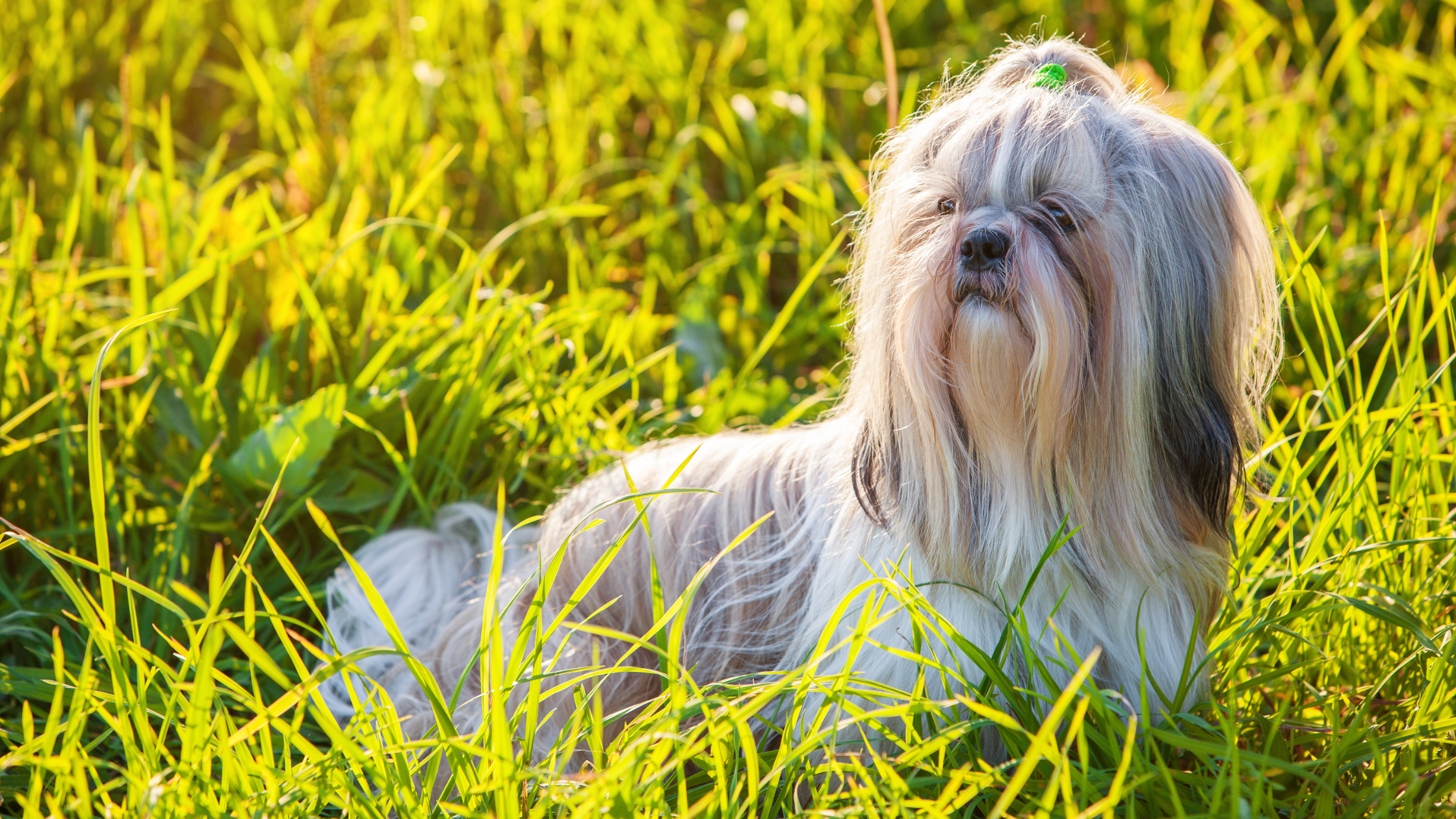 A long haired Shih Tzu standing in a grass field