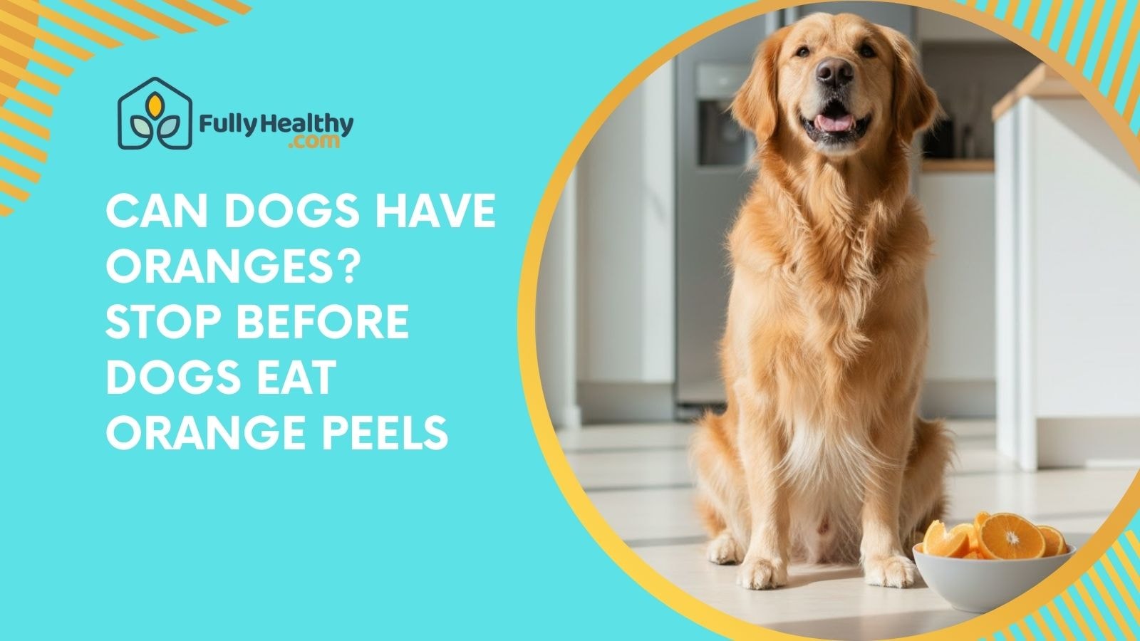 Can Dogs Have Oranges? Stop Before Dogs Eat Orange Peels