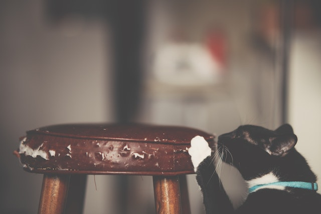 How to stop outlet cat scratching under door