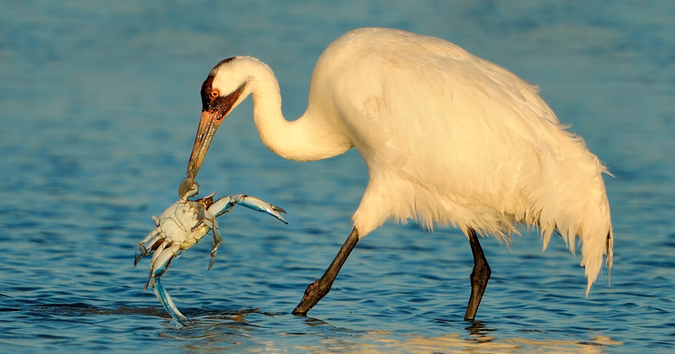 whooping crane