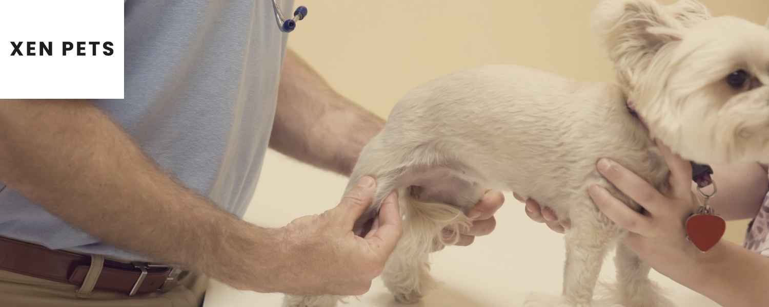 joint stiffness in senior dogs