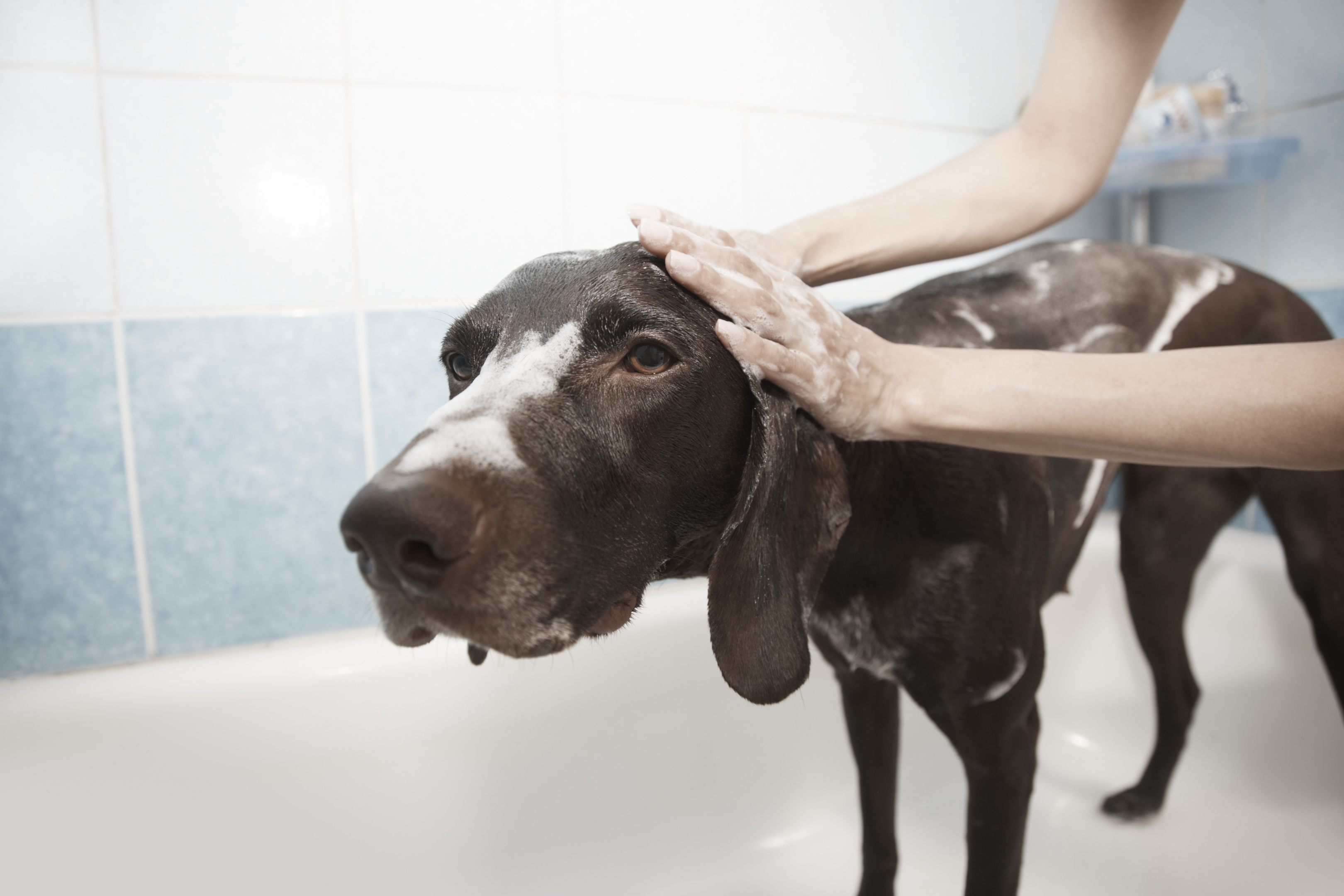 how to bathe a senior dog