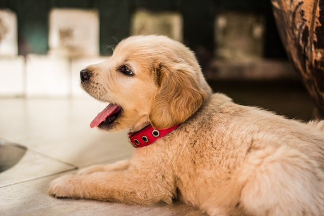 4 Must-Have Products for Teething Puppies: Rings, Bones, and More