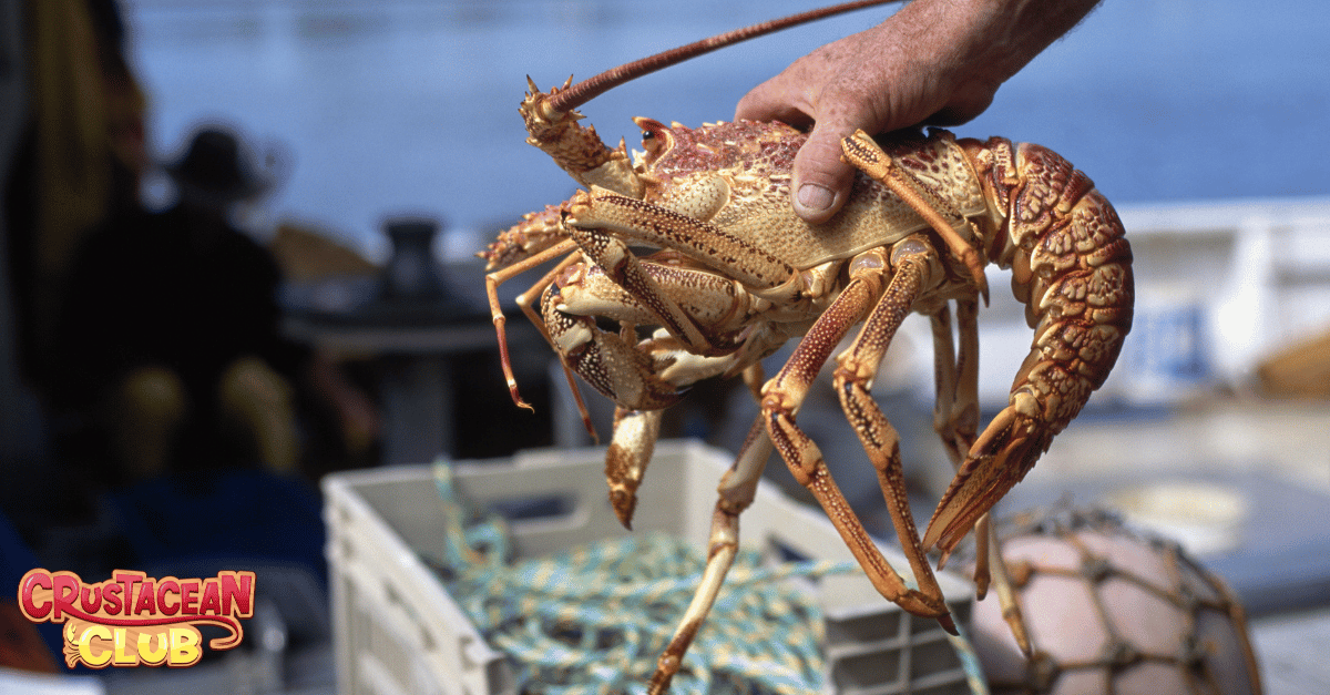 Illustration of ethical catch and release practices