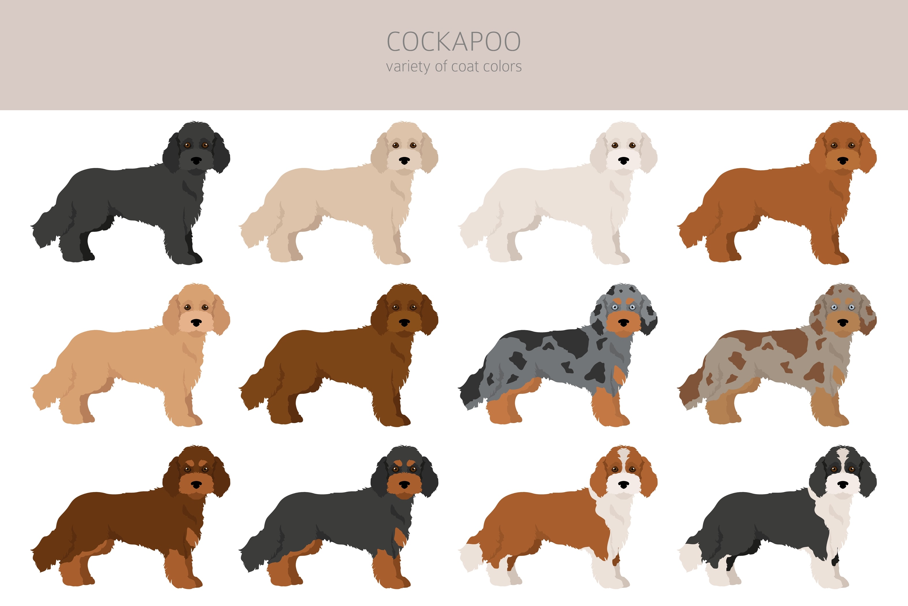 Cockapoo The Complete Guide To This Beloved Designer Dog FurLyfe Cockapoo The Complete Guide To This Beloved Designer Dog FurLyfe