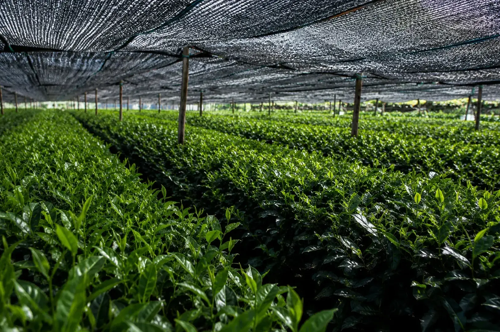 Lush green tea plantation under a large black mesh shade canopy supported by wooden posts.