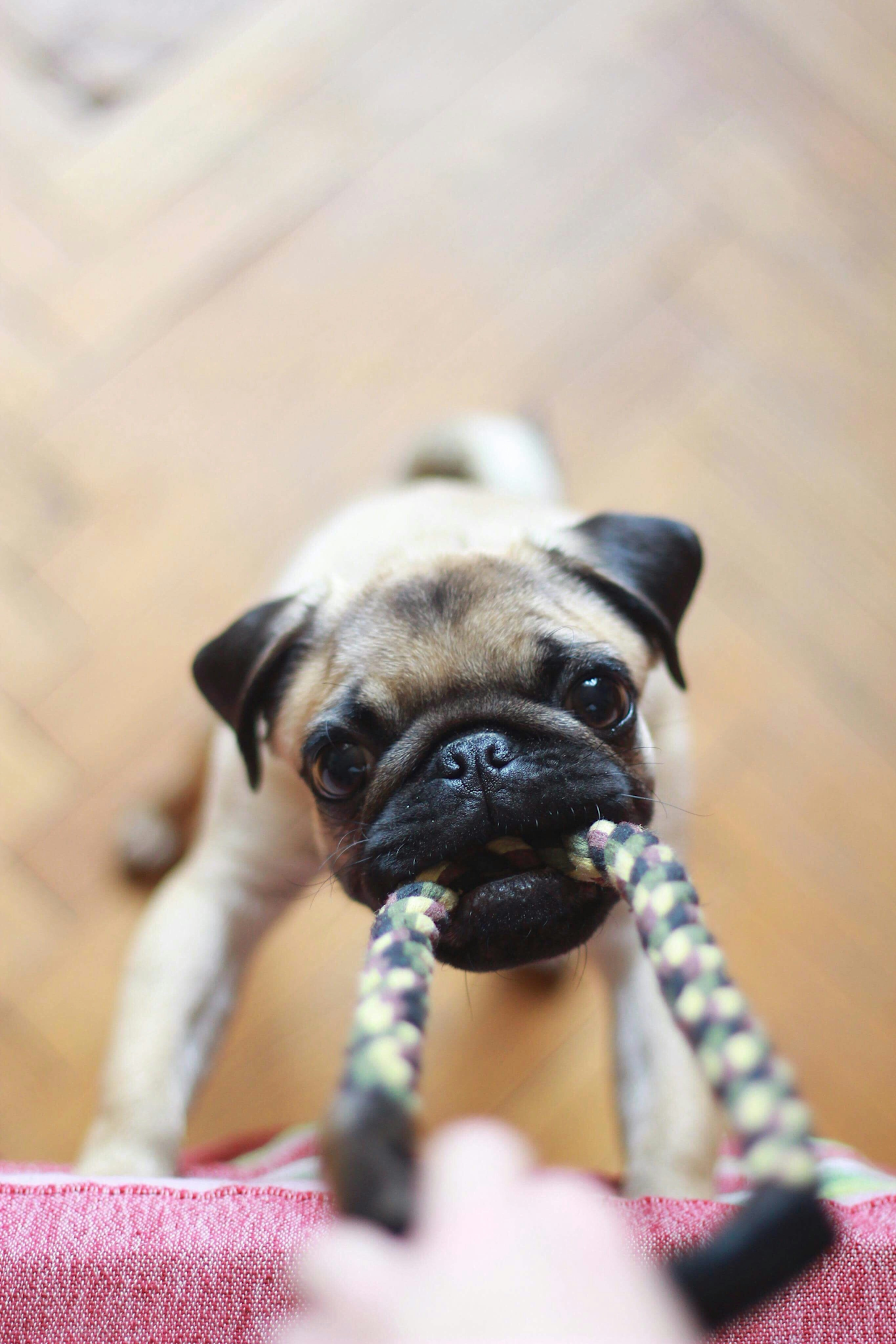 Though maybe not as cute as this pug tug-of-war, a pull strategy may be just the content marketing you need in 2024.