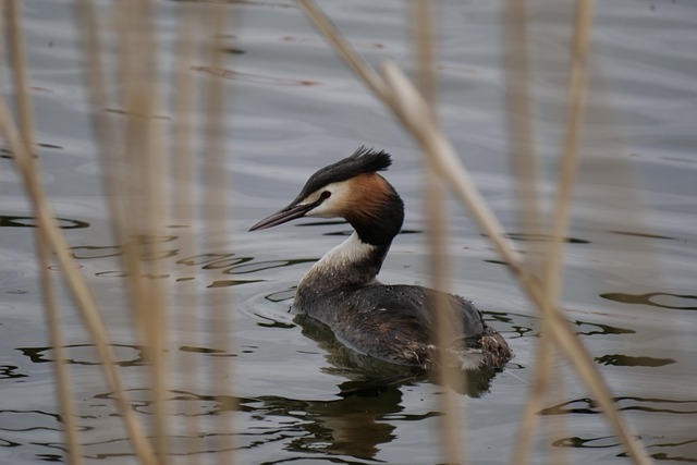 great crested grebe, Birds that start with W