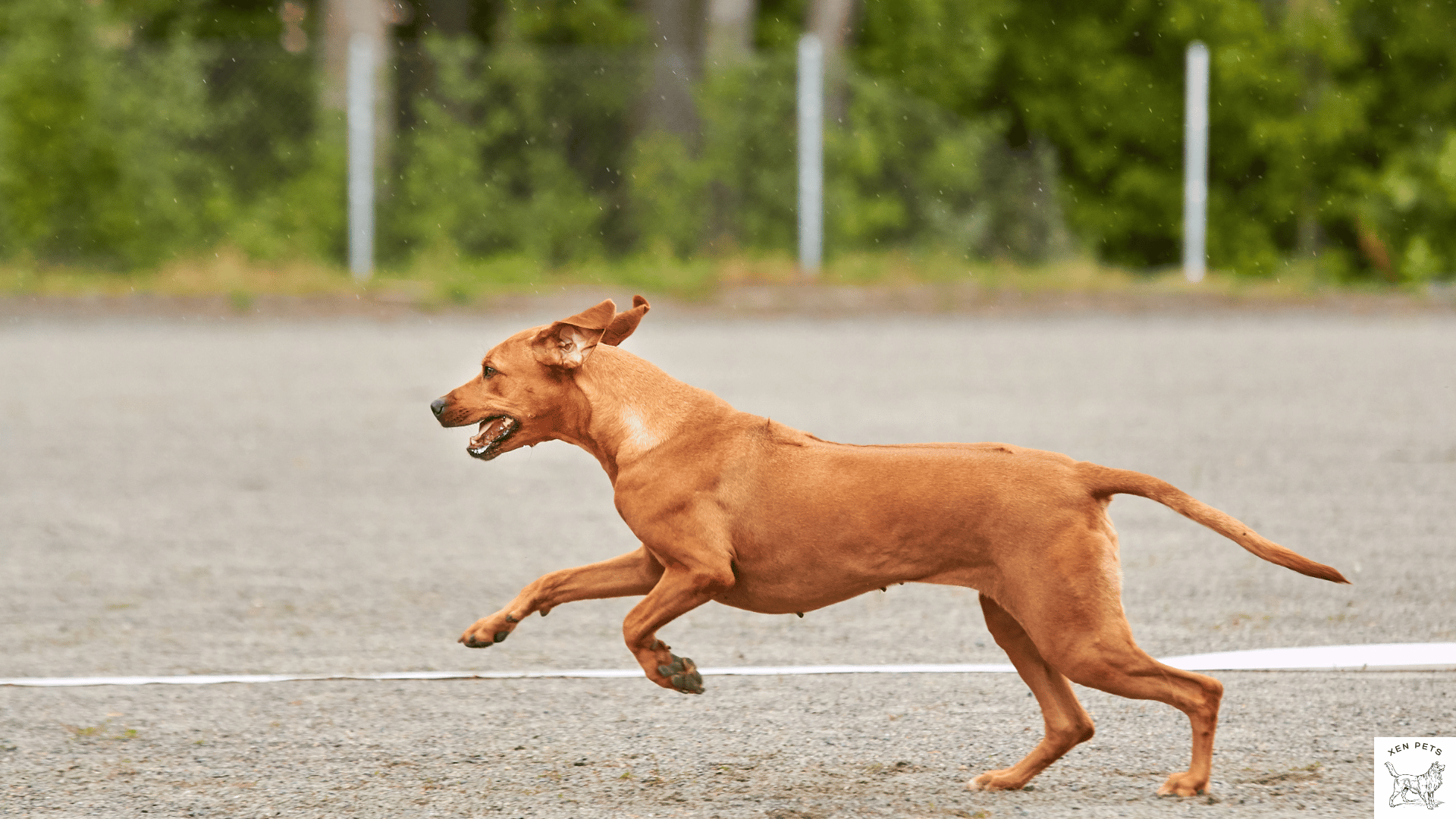 How to train a dog to not run away