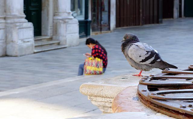 tap water in venice (https://pixabay.com/it/photos/colomba-uccello-animali-selvatici-5379908/)