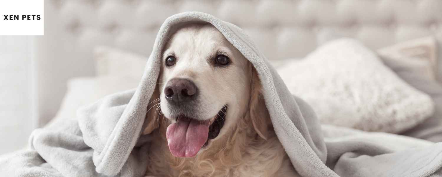anxious dog hiding under a blanket