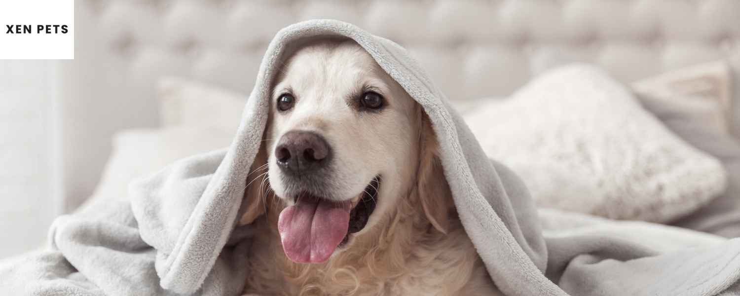 Thiamine for Dogs Uses Side Effects More 2024 Xen Pets