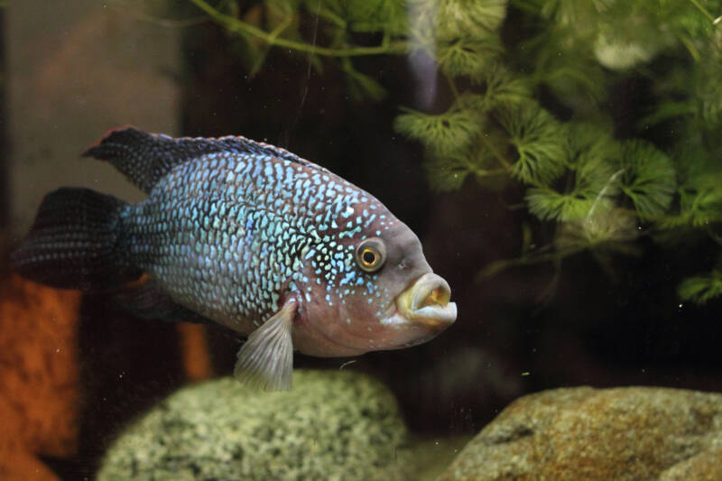 Jack deals dempsey cichlid