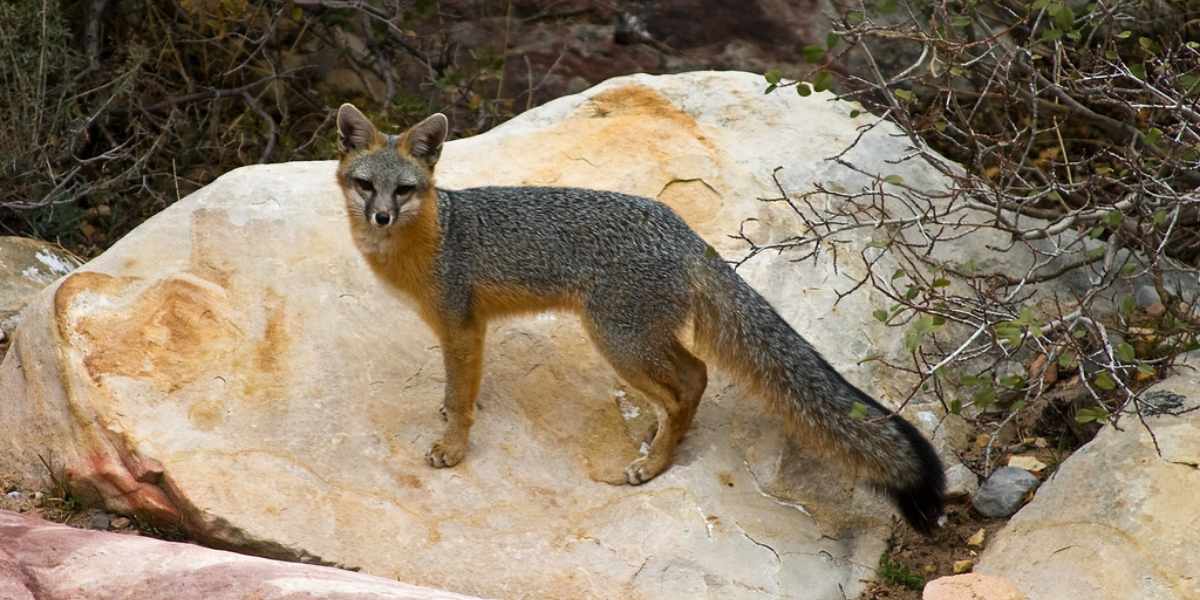 13 Interesting Animals In Kentucky