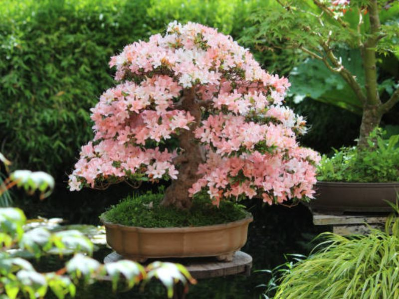 For optimal nutrient absorption, azaleas require an acidic environment.