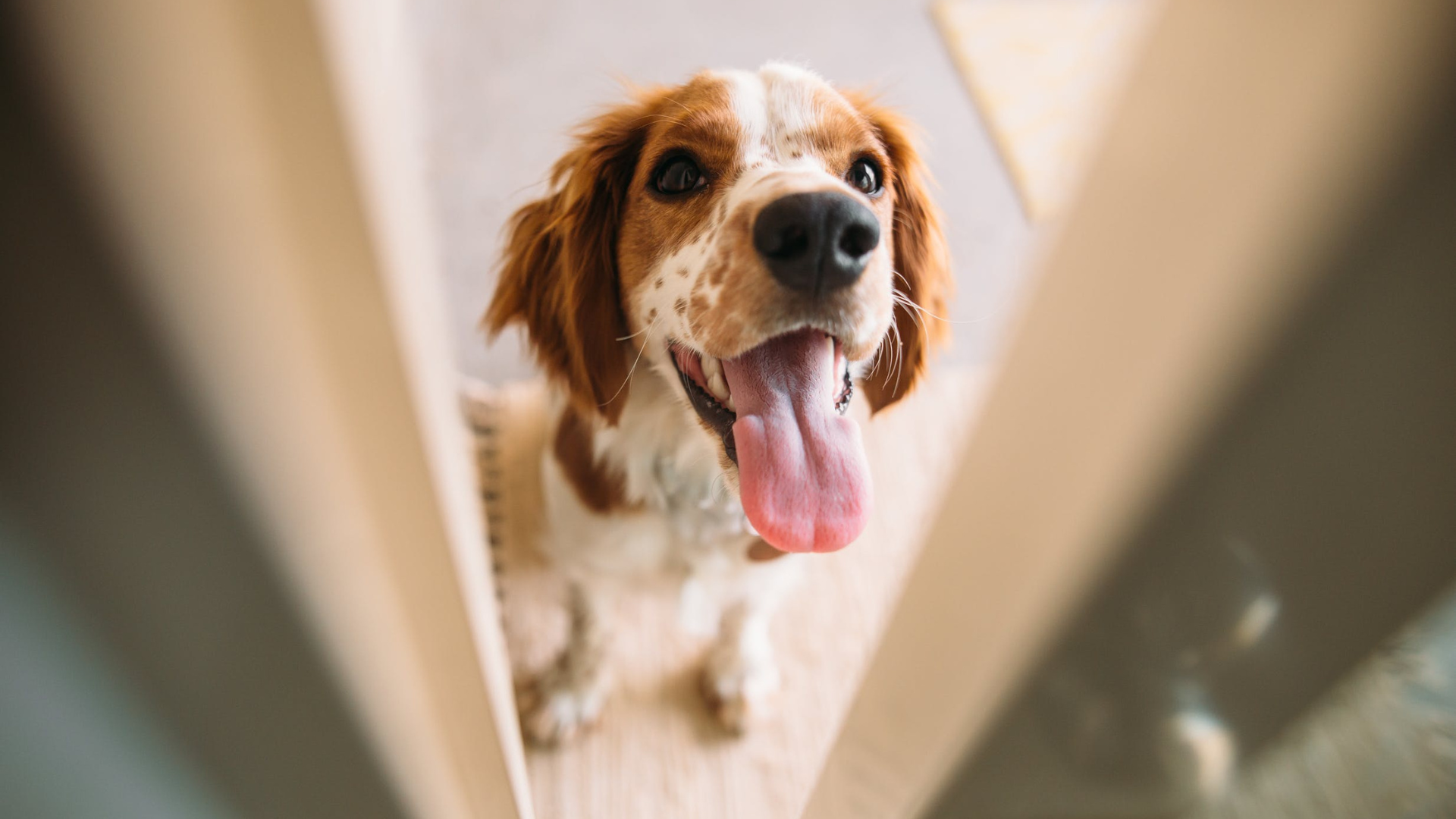 Schlaganfall Hund, Hund, Vestibularsyndrom beim Hund , Erkrankungen,