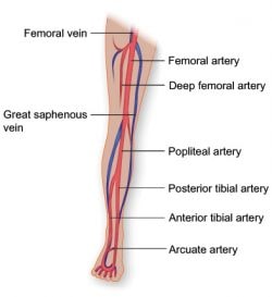 Diagram of the vascular system in a leg, illustrating the network of veins and arteries, including deep and superficial veins, with labels highlighting the blood flow pathways