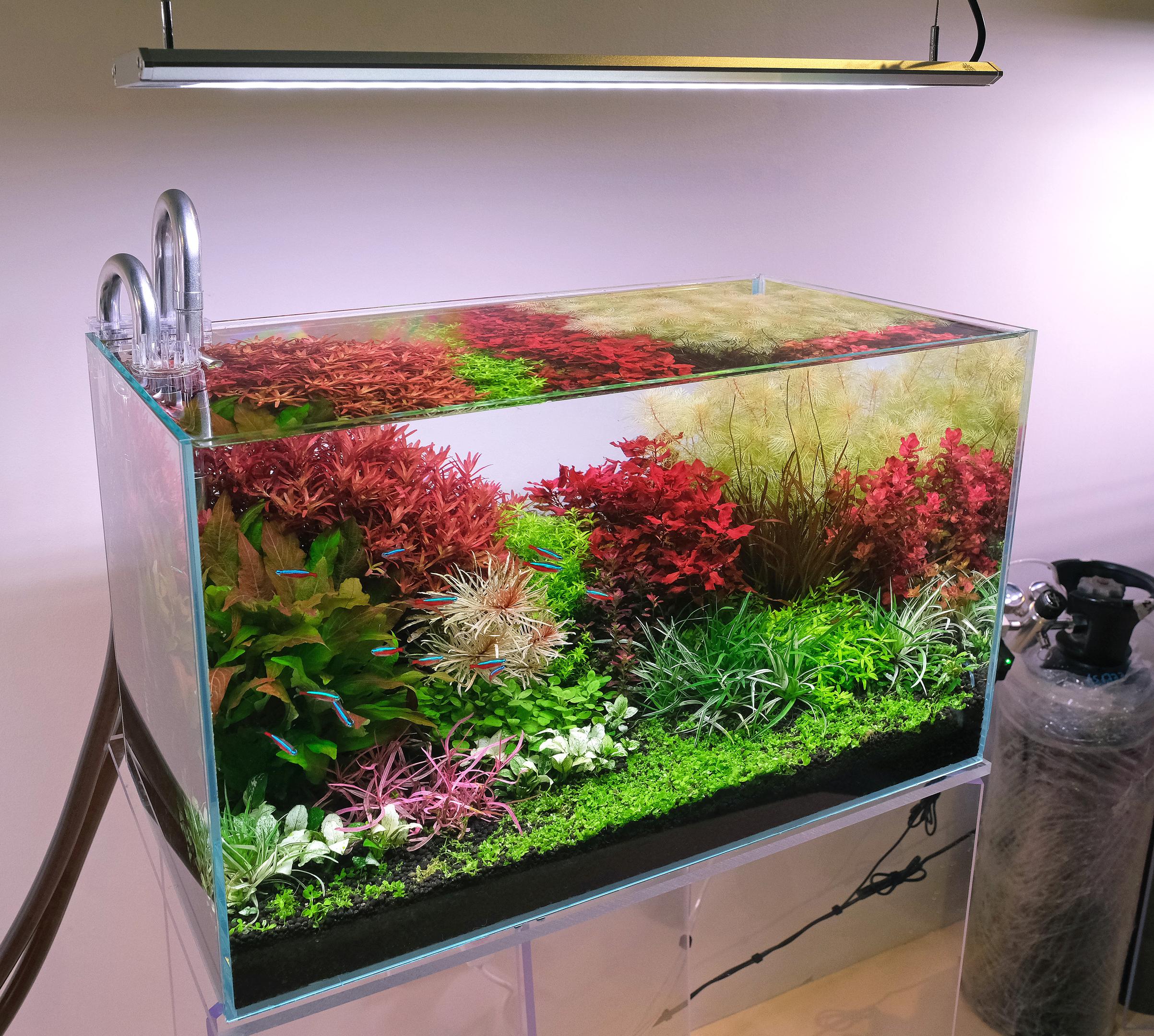 Week aqua M600 planted aquarium