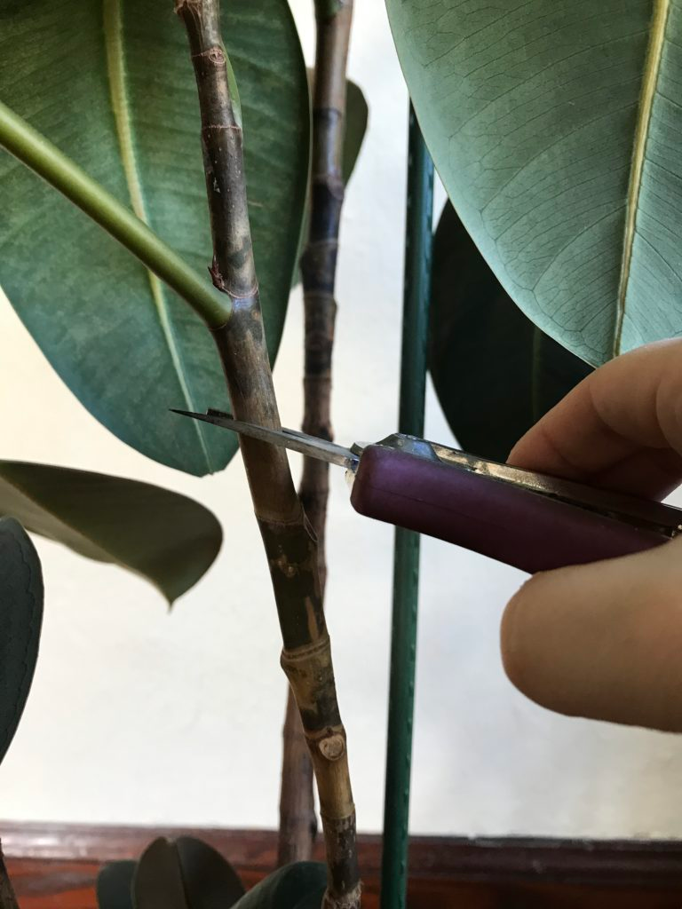 proper care, care for a rubber, rubber tree pruning