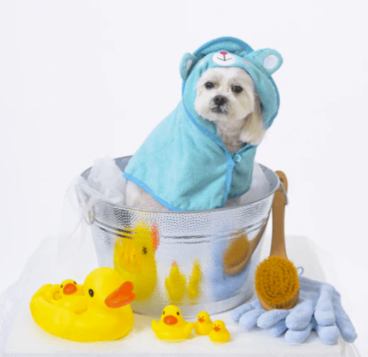 Dog preparing for deep tissue massage wearing a blue dog bath robe with gloves, massage brush and rubber duck