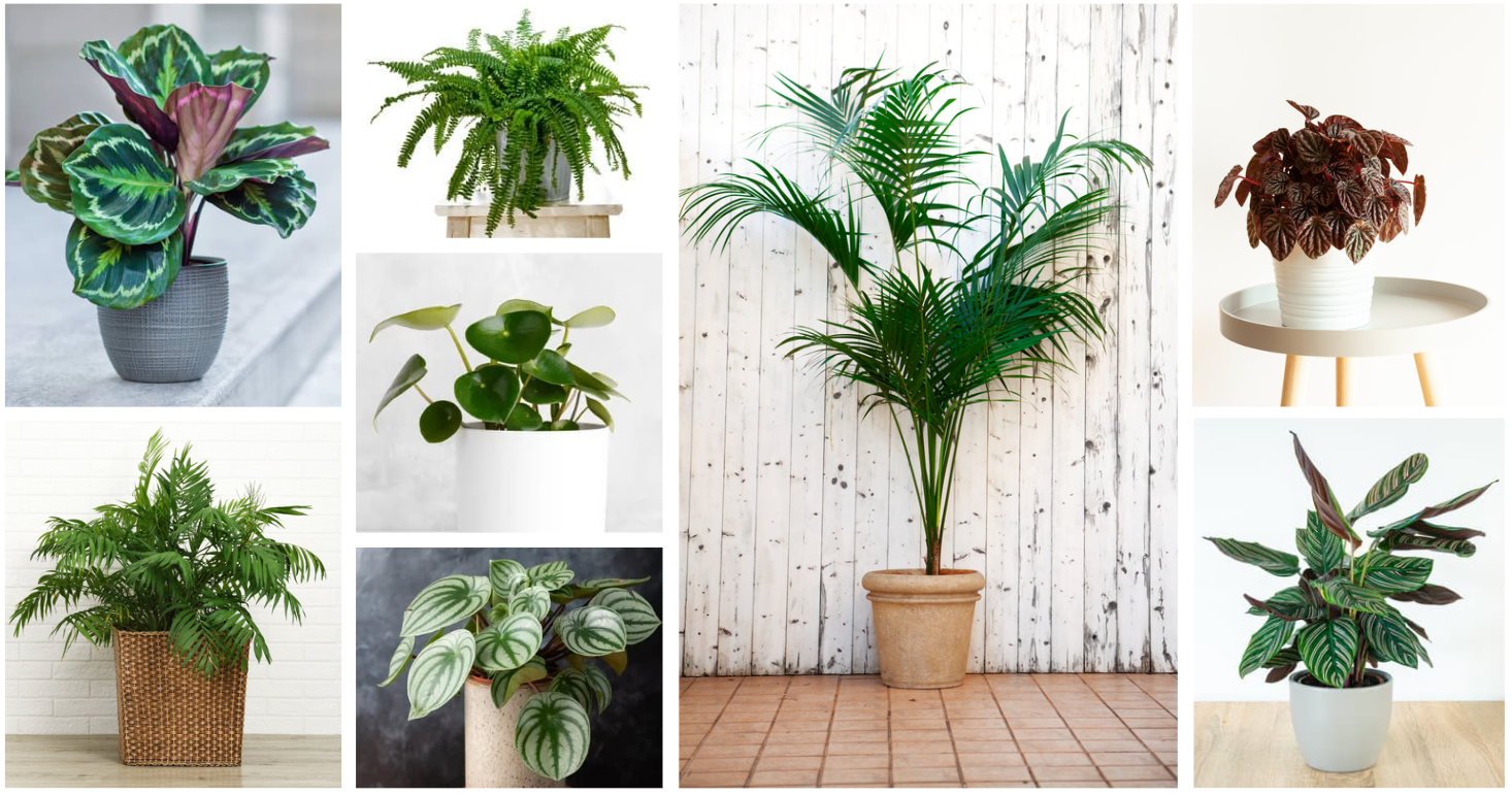 House plants that are safe for cats and dogs, so many different types that you are sure to find a plant for every corner of your house. Some require indirect light and others lower light, not to forget the many pet safe plants that can be in bright light. 