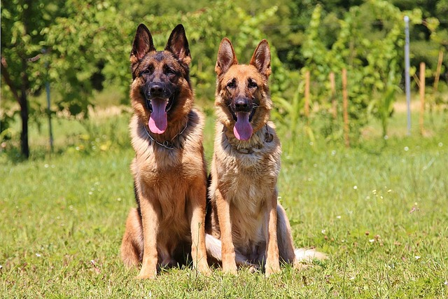 2 German Shephers sitting