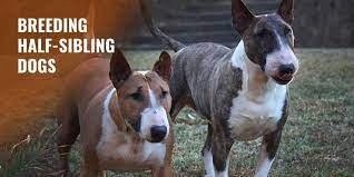 Guide to Breeding Half Sibling Dogs – Risks, Benefits, Registrations