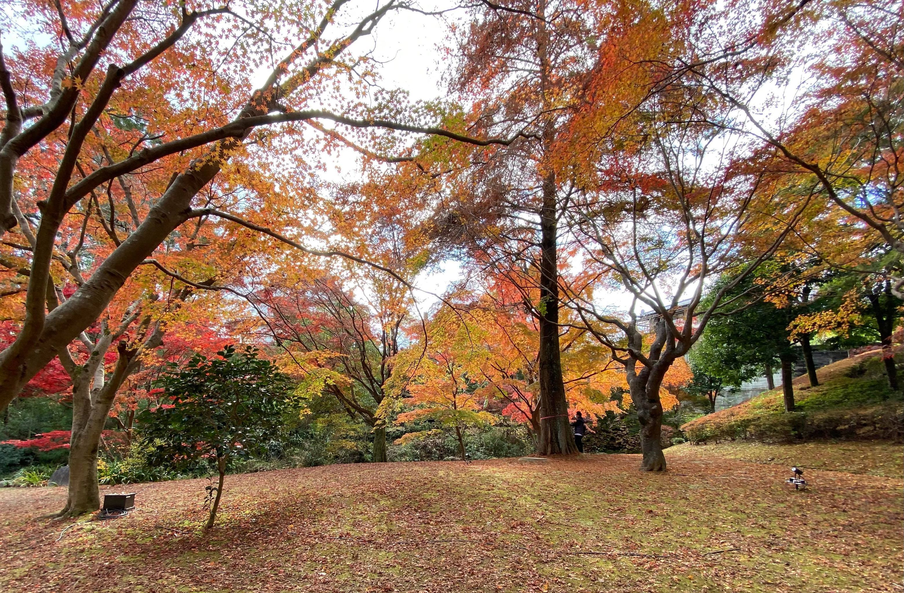 Momiji in Momiji Valley