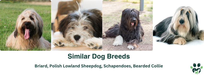 Dog Breeds Similar to the Old English Sheepdog