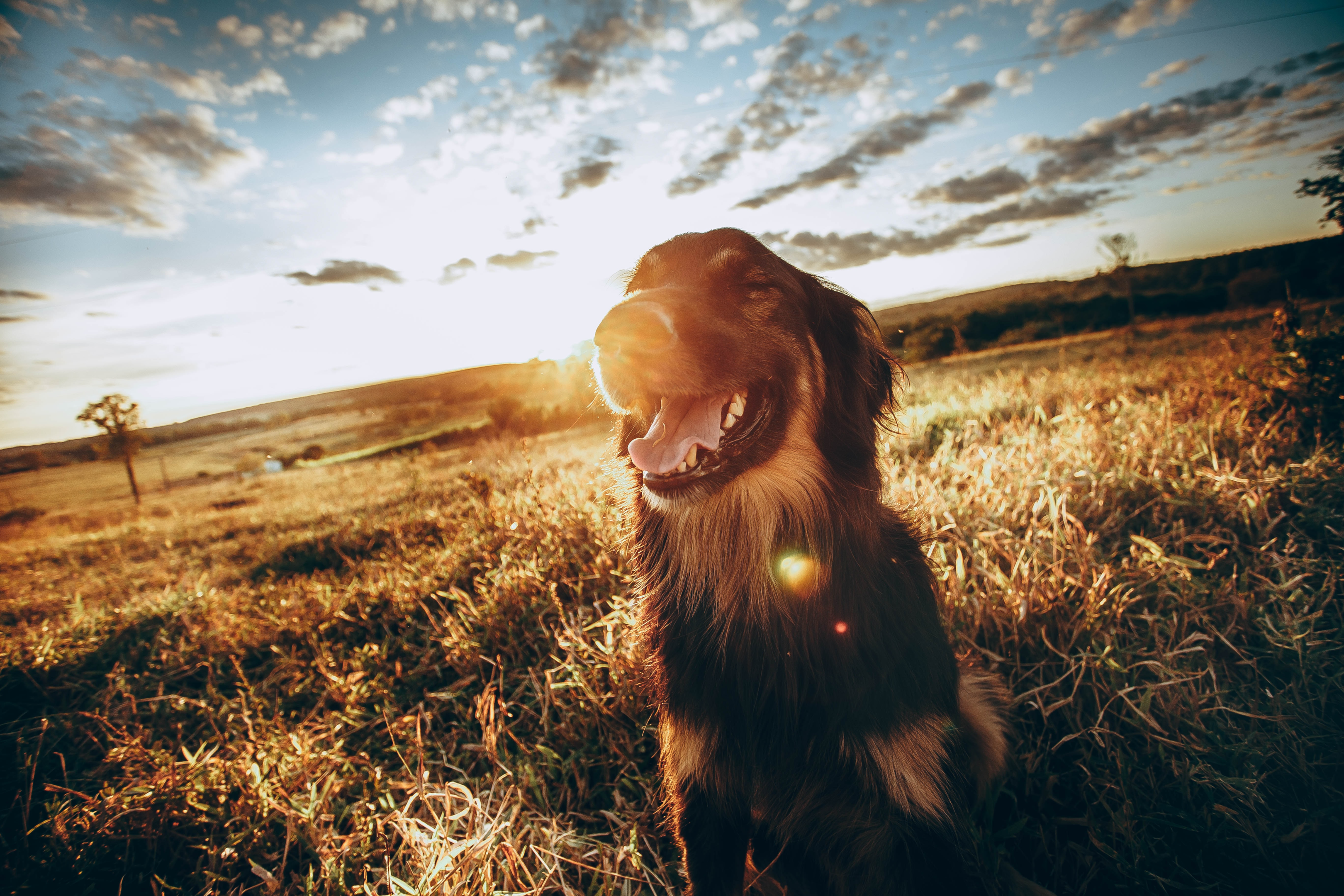 Man's bestfriend | Photo from Unsplash Website