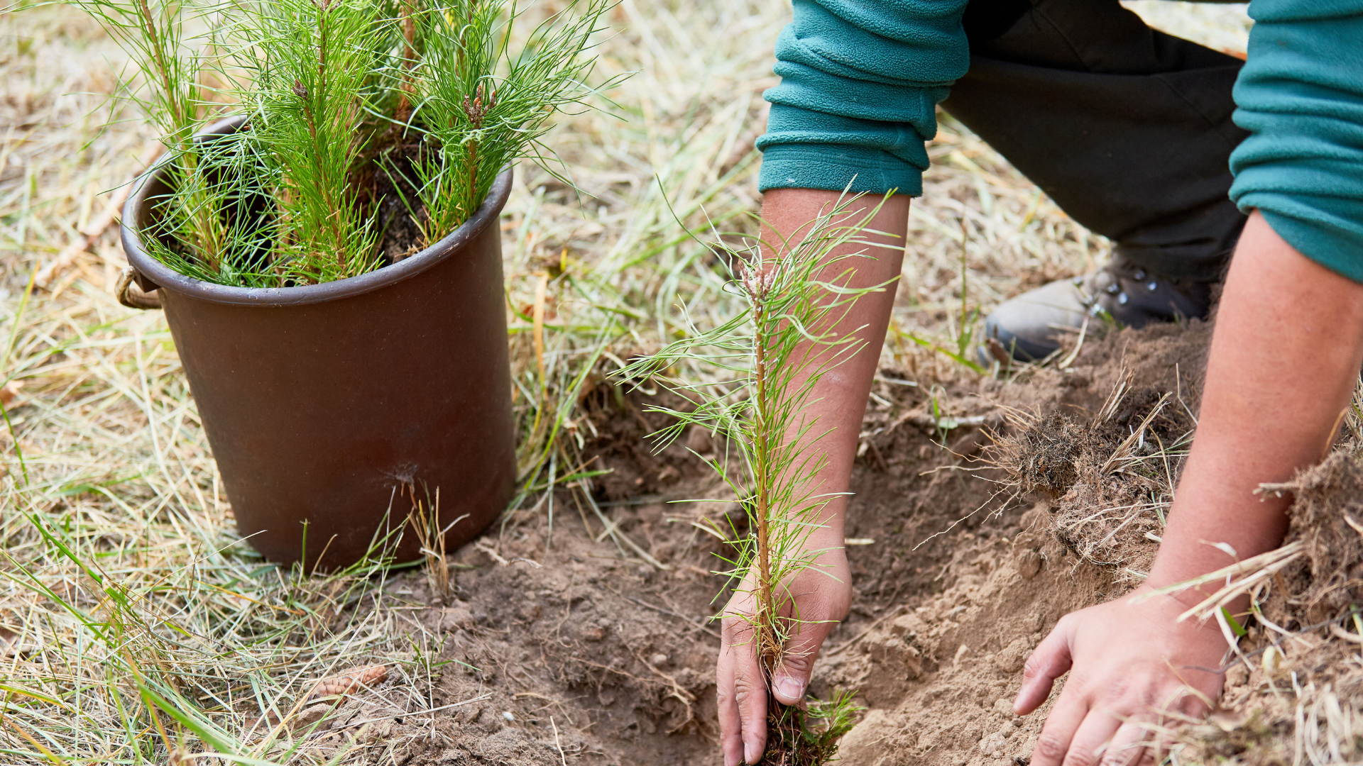 A person planting pine trees on their acreage. 