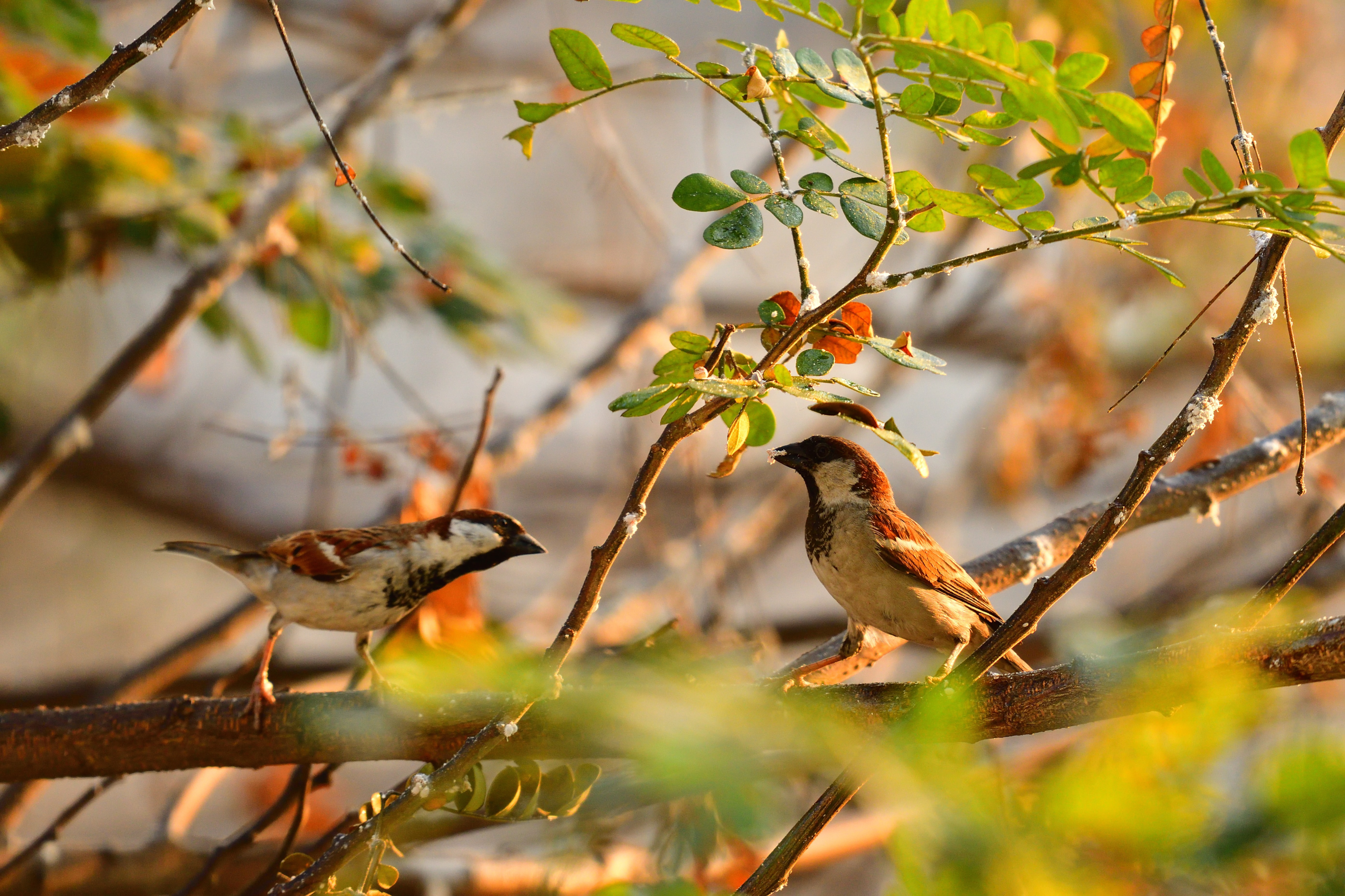 Imagine waking up to the soothing sounds of birds chirping in the distance, surrounded by nature.
