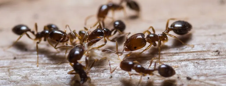 How to Get Rid of Fire Ants
