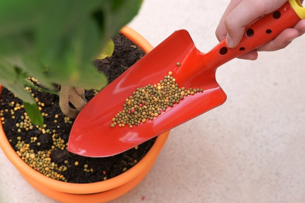 Granular Fertilizers for Feeding Houseplants 