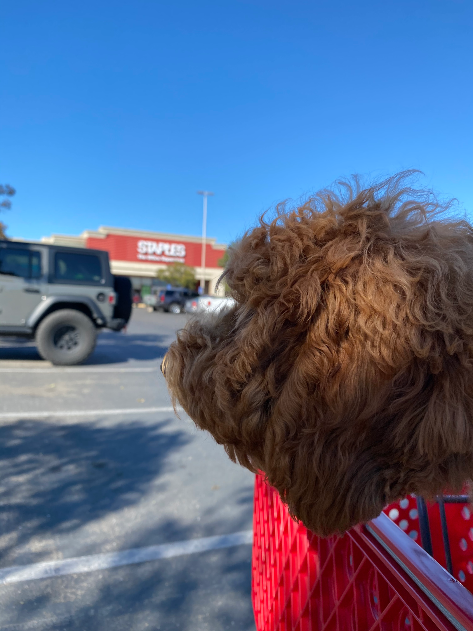 Image of a cute dog in a cart in front of a Staples store. 