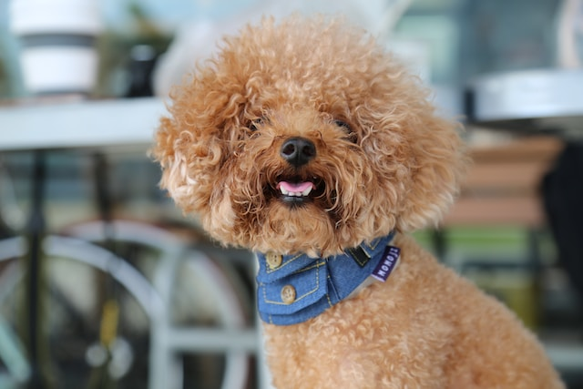 Small Brown Poodle