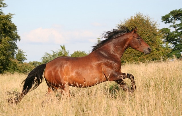 A mustang horse in a field