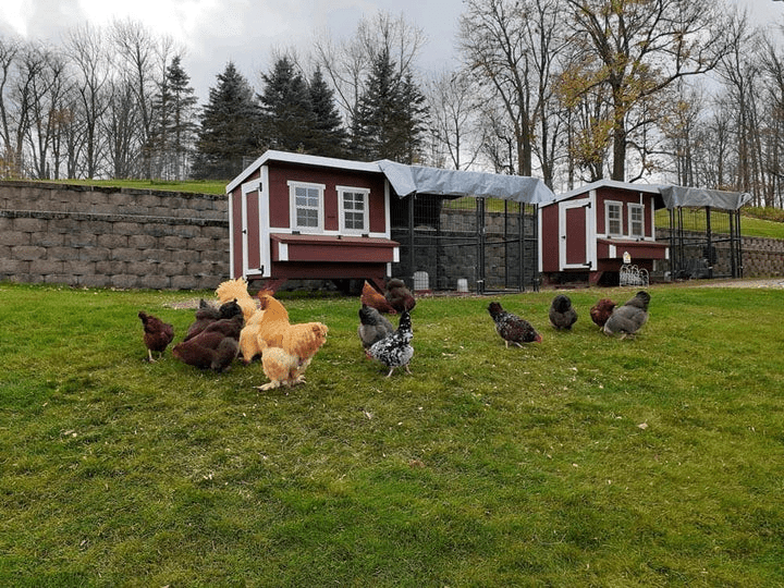 OverEZ Large Chicken Coops