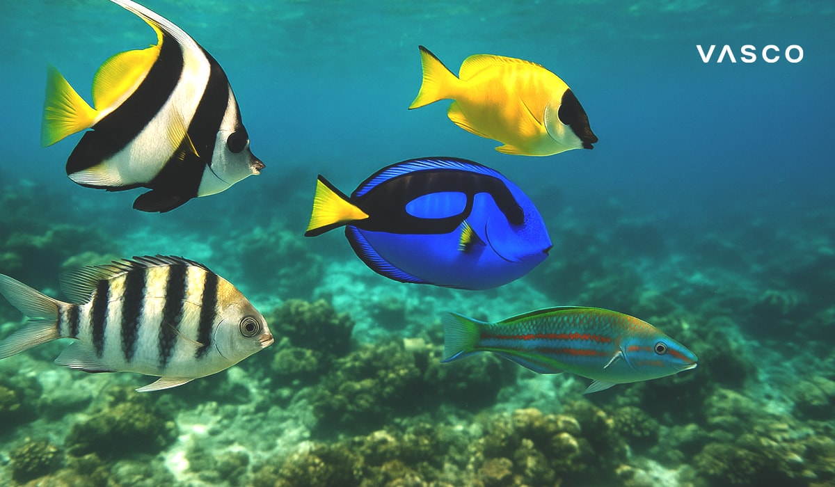 Colorful tropical fish, including a Blue Tang and Moorish Idol, swimming in the clear ocean water above a coral reef.