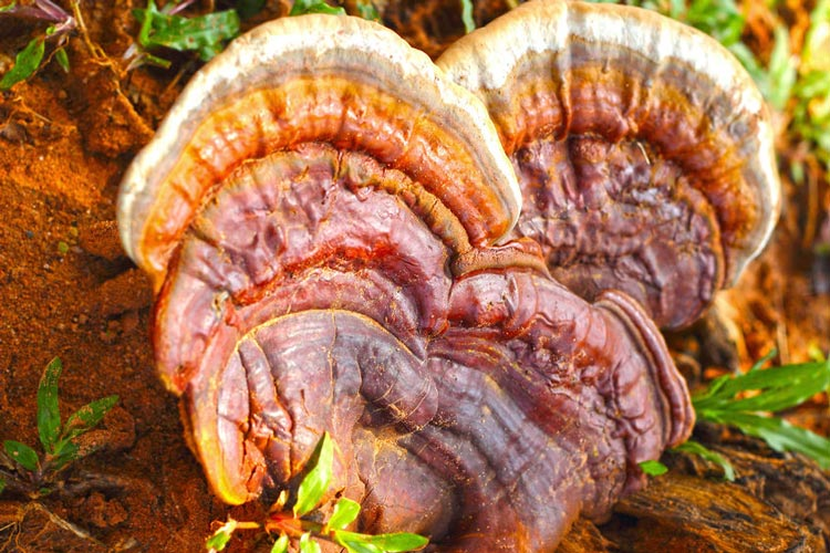 Polypore Mushrooms -- Reishis
