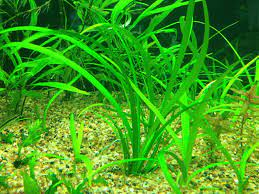 Dwarf Sagittaria - How to Grow and Care for Dwarf Sag - Aquarium Tidings