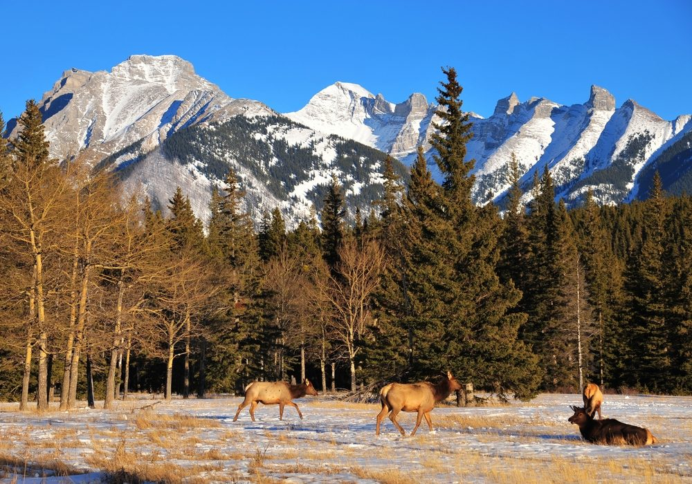 Hike boreal forests