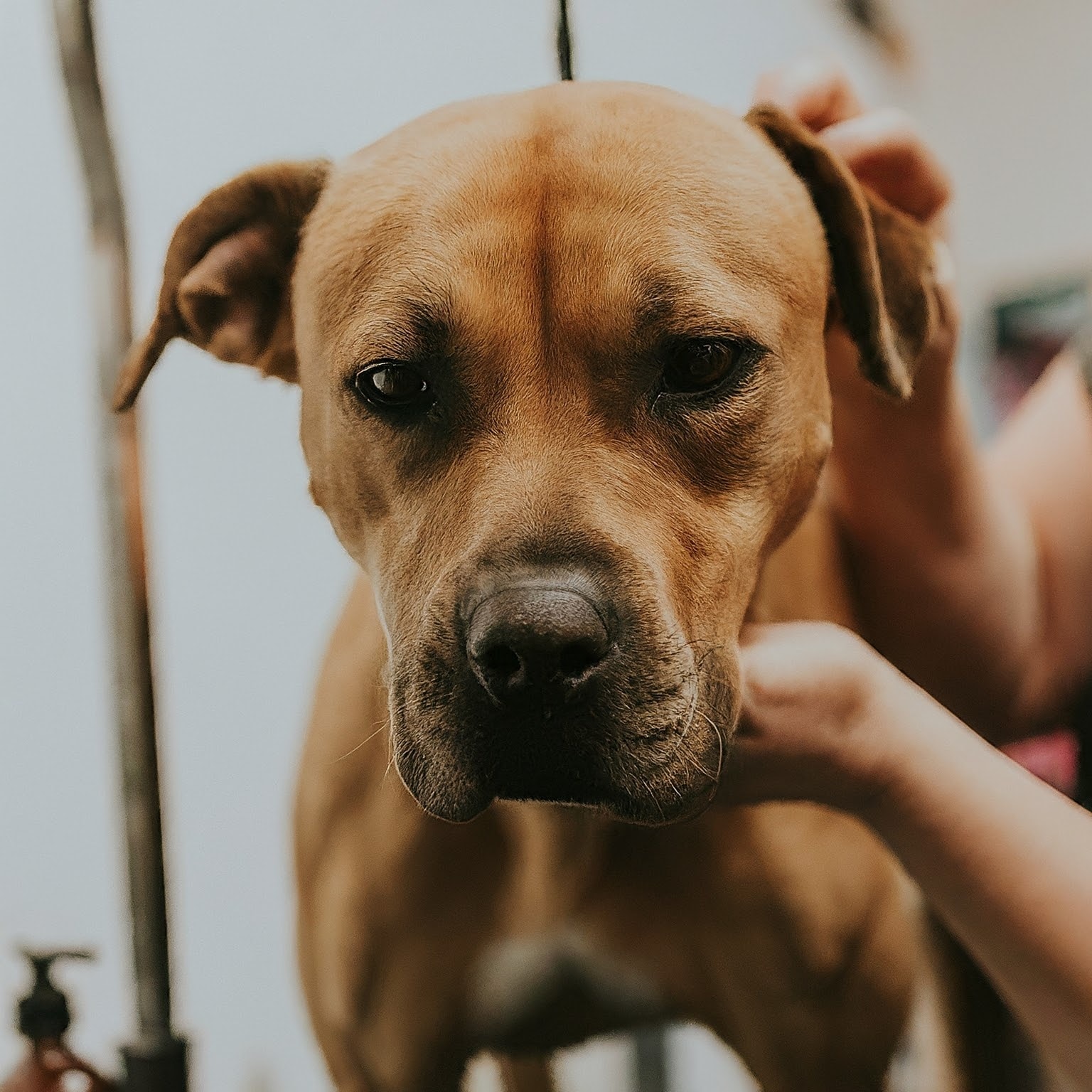 Calm An Anxious Dog During Grooming Sessions