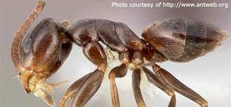 Odorous House Ant Identification Resources | Nebraska Extension in  Lancaster County